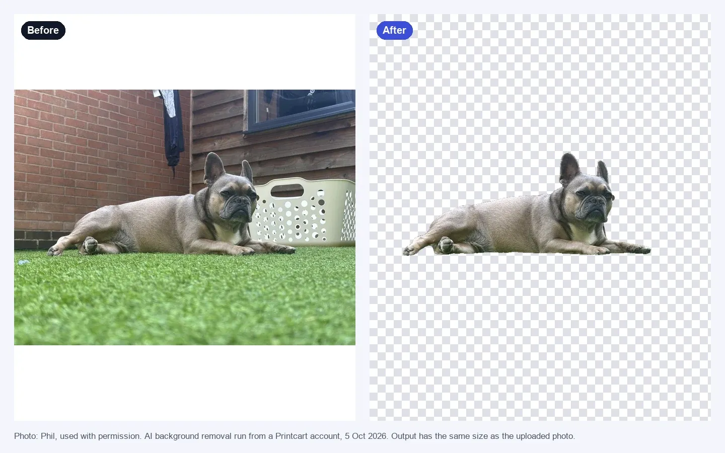 Before and after comparison of the French bulldog photo with the background removed and a transparent checkerboard behind the dog